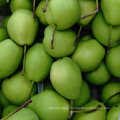 New Crop Green Color Shandong Pear